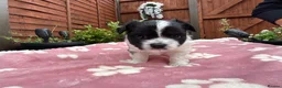 Maltipoo dogs for sale: Beautiful Maltipoo Puppies – Daisy & Ruby - Advert 8