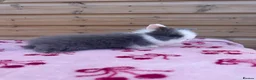 Lionhead rabbits for sale: Beautifully Bred Double Mane Lionhead Bunnies  - Advert 3