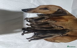 Mixed Breed dogs for sale: Dachshund X Pug - Image 9