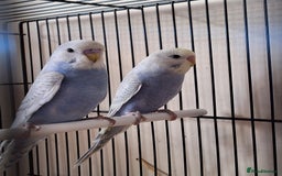 Budgerigars birds for sale: Baby budgies  - Image 1