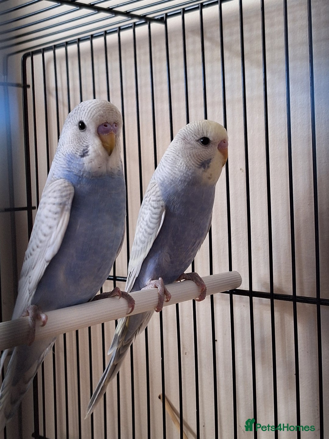Budgerigars birds for sale: Baby budgies  - Image 1