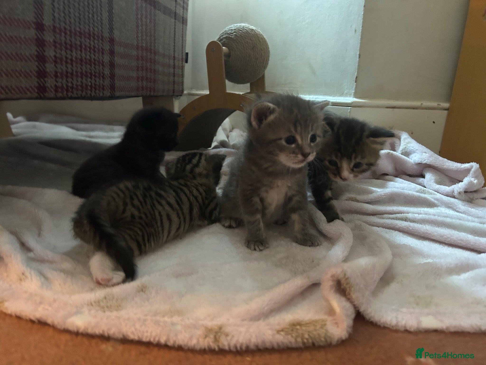 Mixed Breed cats 5 beautiful kittens with tabby markings - Advert 8
