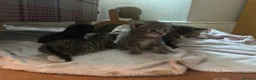 Mixed Breed cats for sale: 5 beautiful kittens with tabby markings - Advert 1