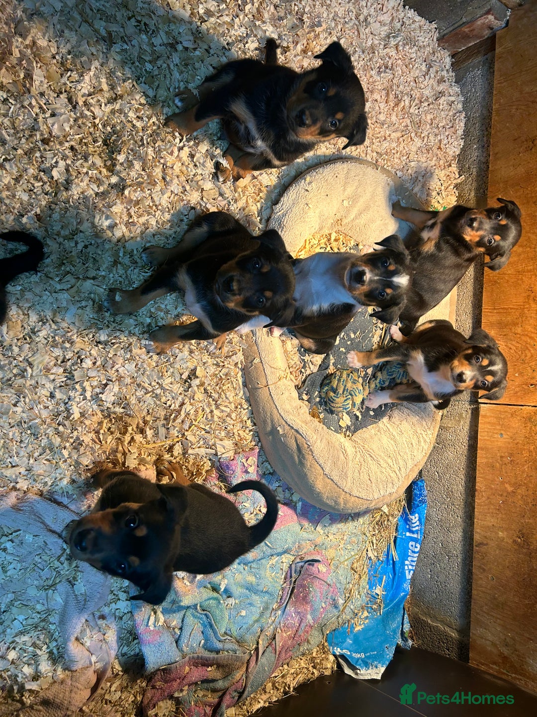 Mixed Breed dogs for sale: Kelpie x Collie Puppies looking for homes - Image 3