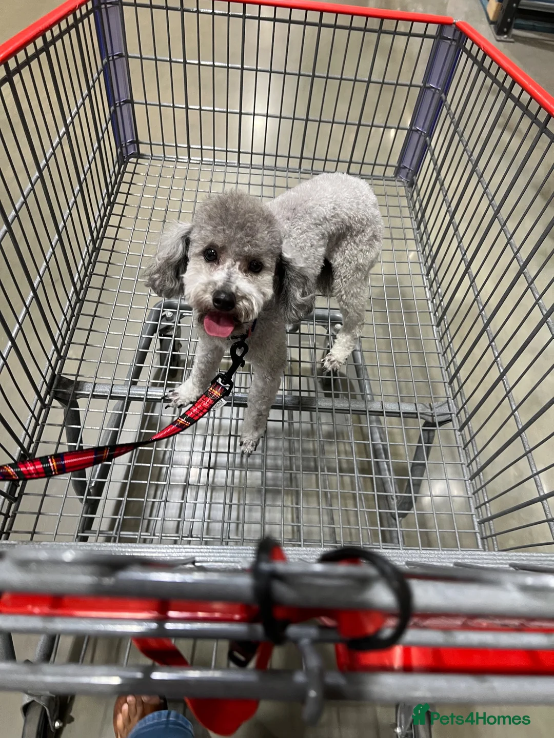 Toy Poodle dogs for sale: Asian Blood Toy Poodle  - Advert 2