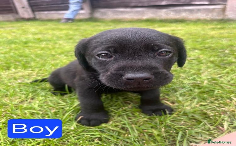 Labrador Retriever dogs - Advert 1