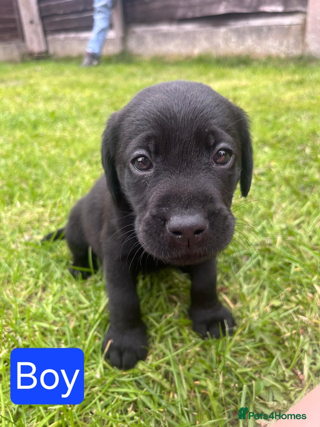 Labrador Retriever dogs for sale: Labrador puppies for sale -open to sensible offers - Image 1
