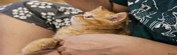 British Shorthair cats for sale: Beautiful Ginger Girl Tabby BSH Kitten - Advert 11