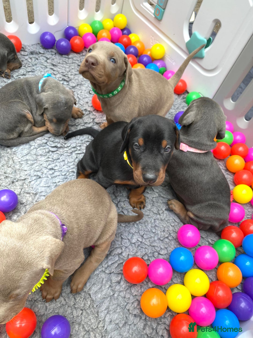 Dobermann dogs for sale: KC REGISTERED DOBERMAN ( 11 months old : Intact) - Advert 21
