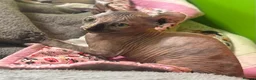 Sphynx cats for sale: Last unique split face girl with elf ears!💛 - Advert 31