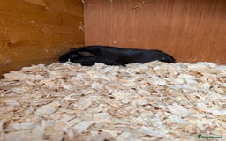 Guinea Pig rodents for sale: Self Chocolate Boars - Advert 3