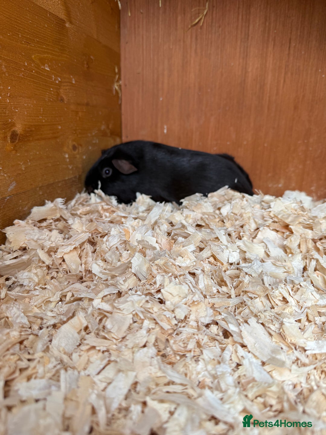 Guinea Pig rodents for sale: Self Chocolate Boars - Advert 3