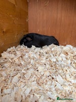 Guinea Pig rodents Self Chocolate Boars - Advert 4