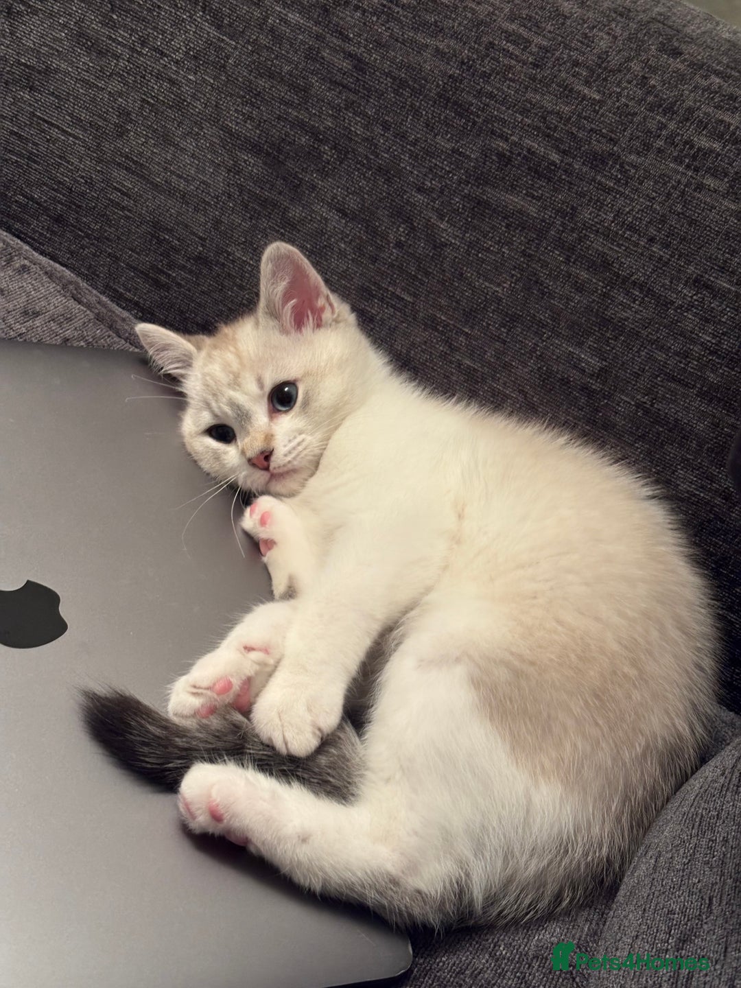 British Shorthair cats for sale: 3 months adorable boy for sale - Advert 6