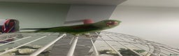 Parrots birds for sale: Stunning female alexandrine IVY - Advert 3