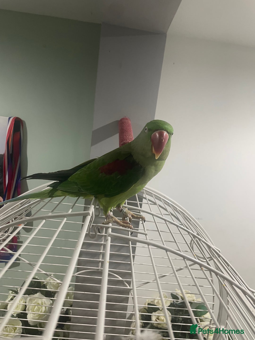 Parrots birds for sale: Stunning female alexandrine IVY - Advert 3