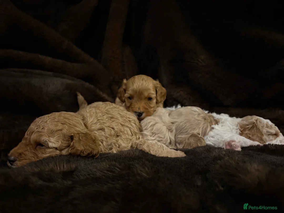 Cavapoo dogs for sale: Stunning F1B Cavapoo’s - Advert 2