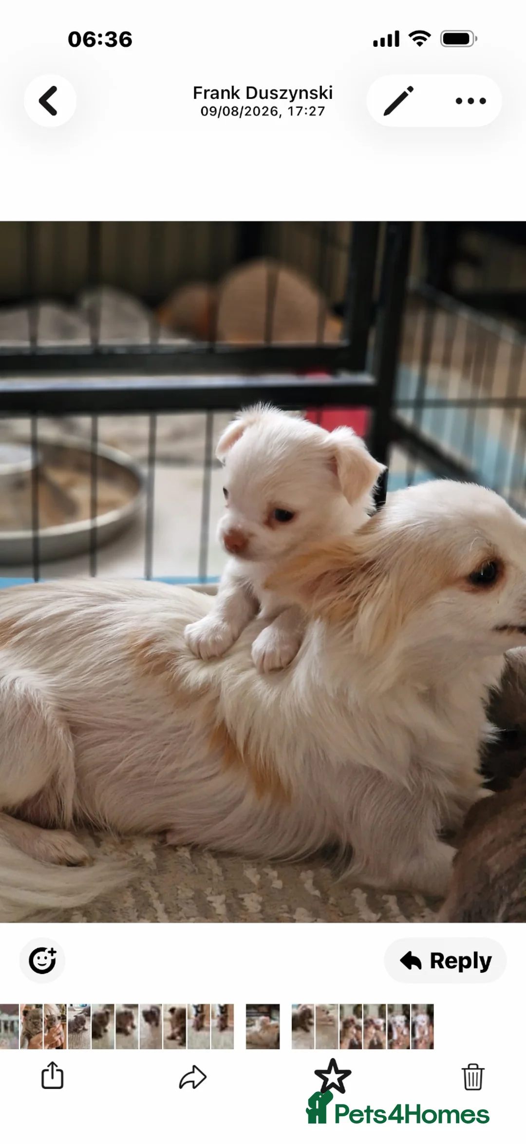 Chihuahua dogs for sale: Beautiful 3/4 Russian Long Haired Chihuahuas - Advert 1