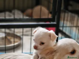 Chihuahua dogs Beautiful 3/4 Russian Long Haired Chihuahuas - Advert 1