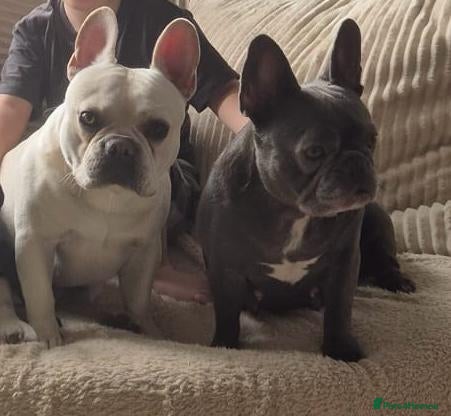 French Bulldog dogs Frenchie puppies ready to go - Advert 2