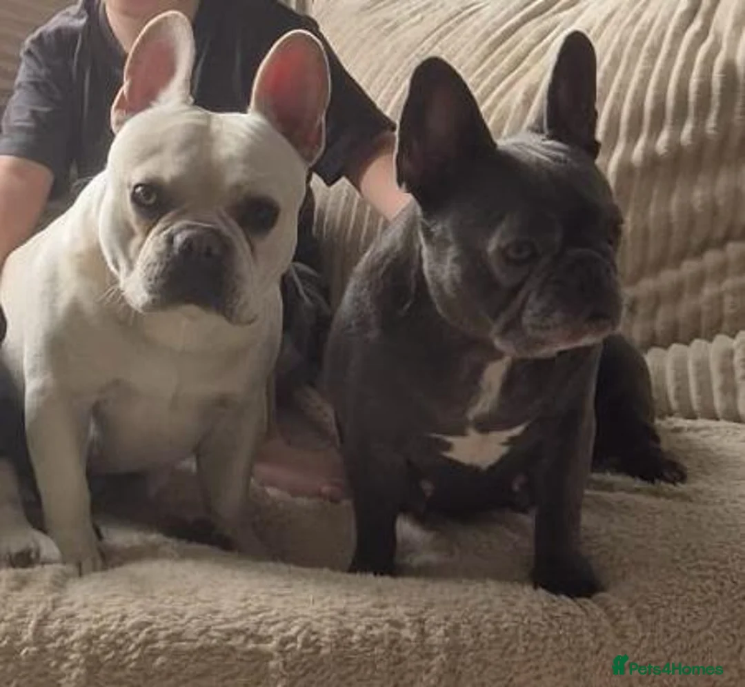 French Bulldog dogs for sale: Frenchie puppies ready to go - Advert 1