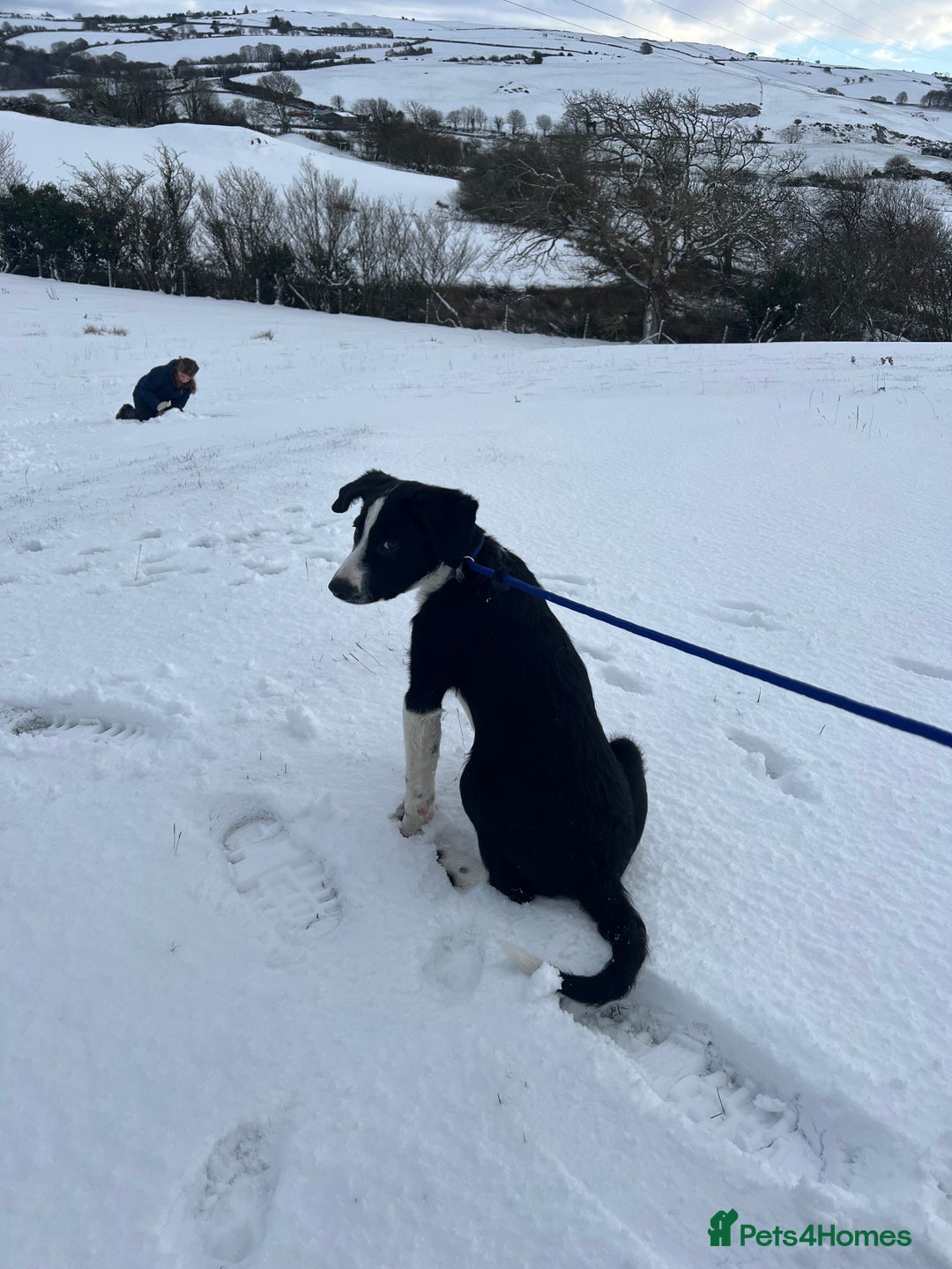 Border Collie dogs for sale: Male Collie *massively reduced price* - Advert 3