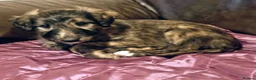Mixed Breed dogs for sale: Deerhound Saluki x Bull Wheaton Beddy Grey - Advert 3