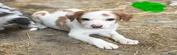 Mixed Breed dogs for sale: Gorgeous sheepdog puppies  - Advert 4