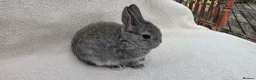 Mini Lop rabbits for sale:  Netherland dwarfs and lion heads - Advert 11