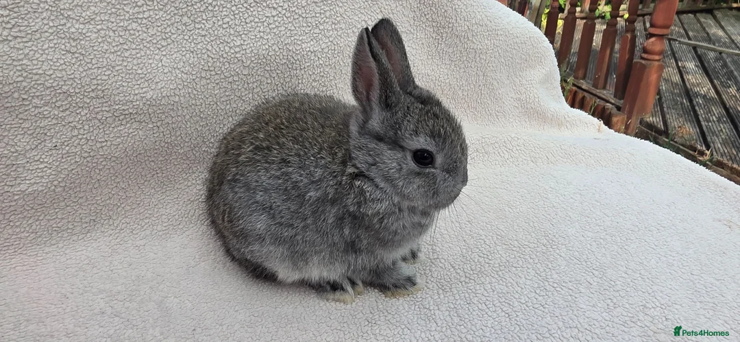 Mini Lop rabbits for sale:  Netherland dwarfs and lion heads - Advert 11