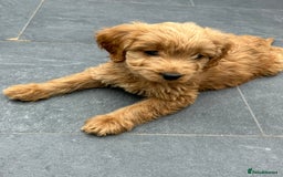 Cockapoo dogs for sale: Cockapoos  - Image 2