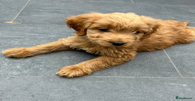 Cockapoo dogs - Advert 5