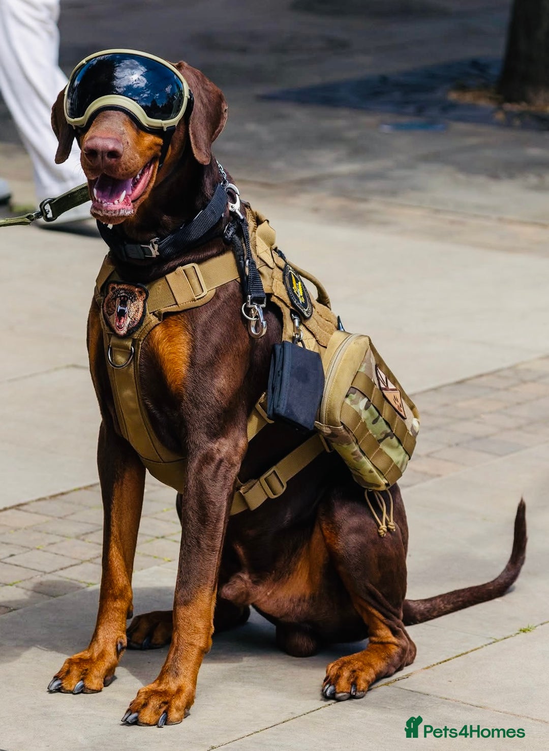 Dobermann dogs for stud: Doberman Available For Stud in Sutton Coldfield - Image 9