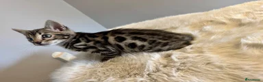 Bengal Kitten 2