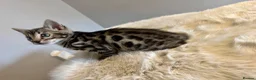 Bengal cats for sale: 9 weeks old bengal kitens - Advert 11