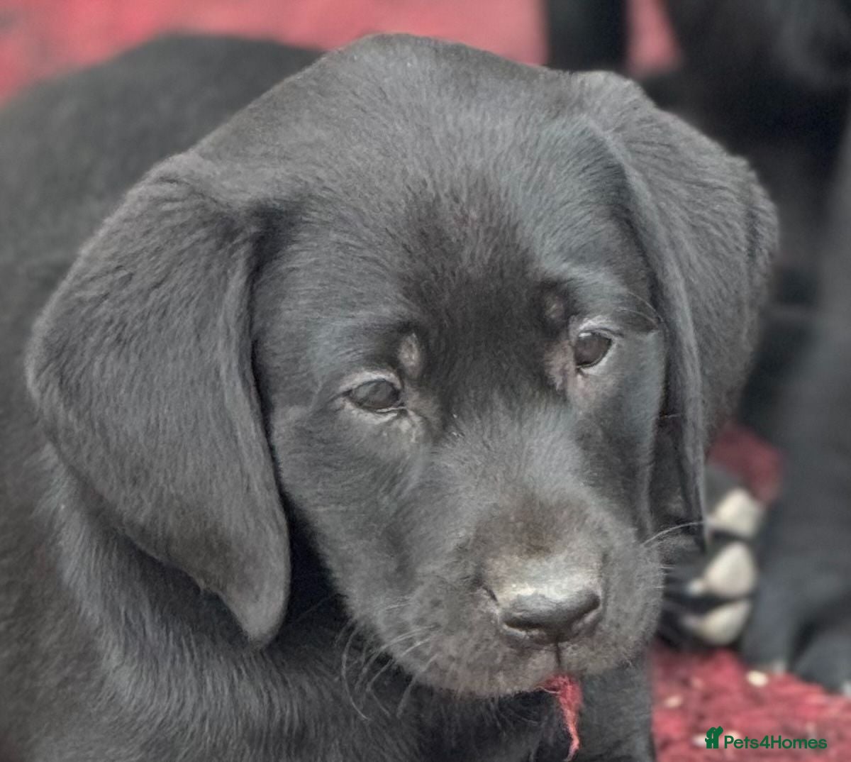 Labrador Retriever dogs Fully health tested parents, RKC Registered,  - Advert 2