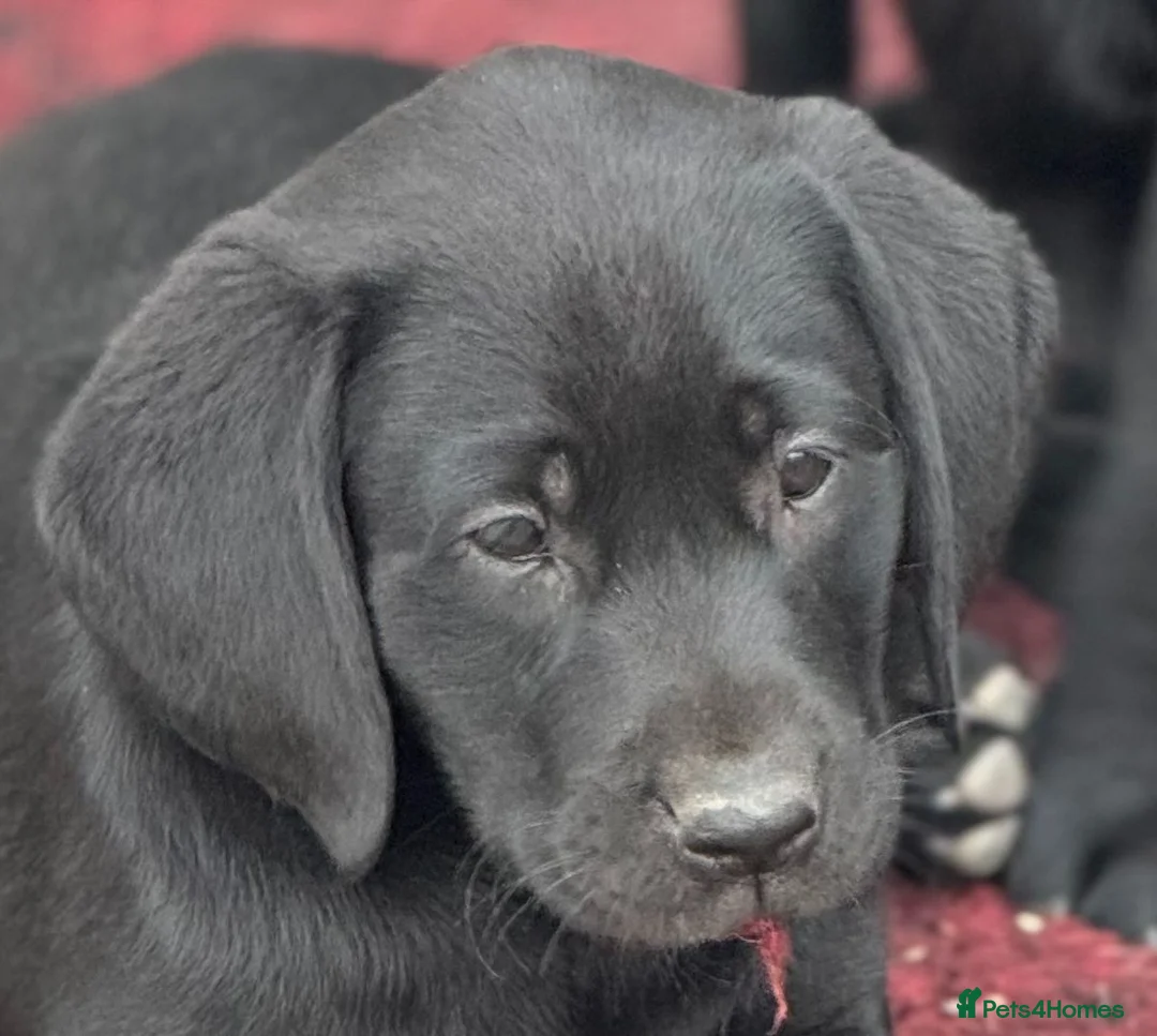 Labrador Retriever dogs for sale: Fully health tested parents, RKC Registered,  in Warwick - Advert 2