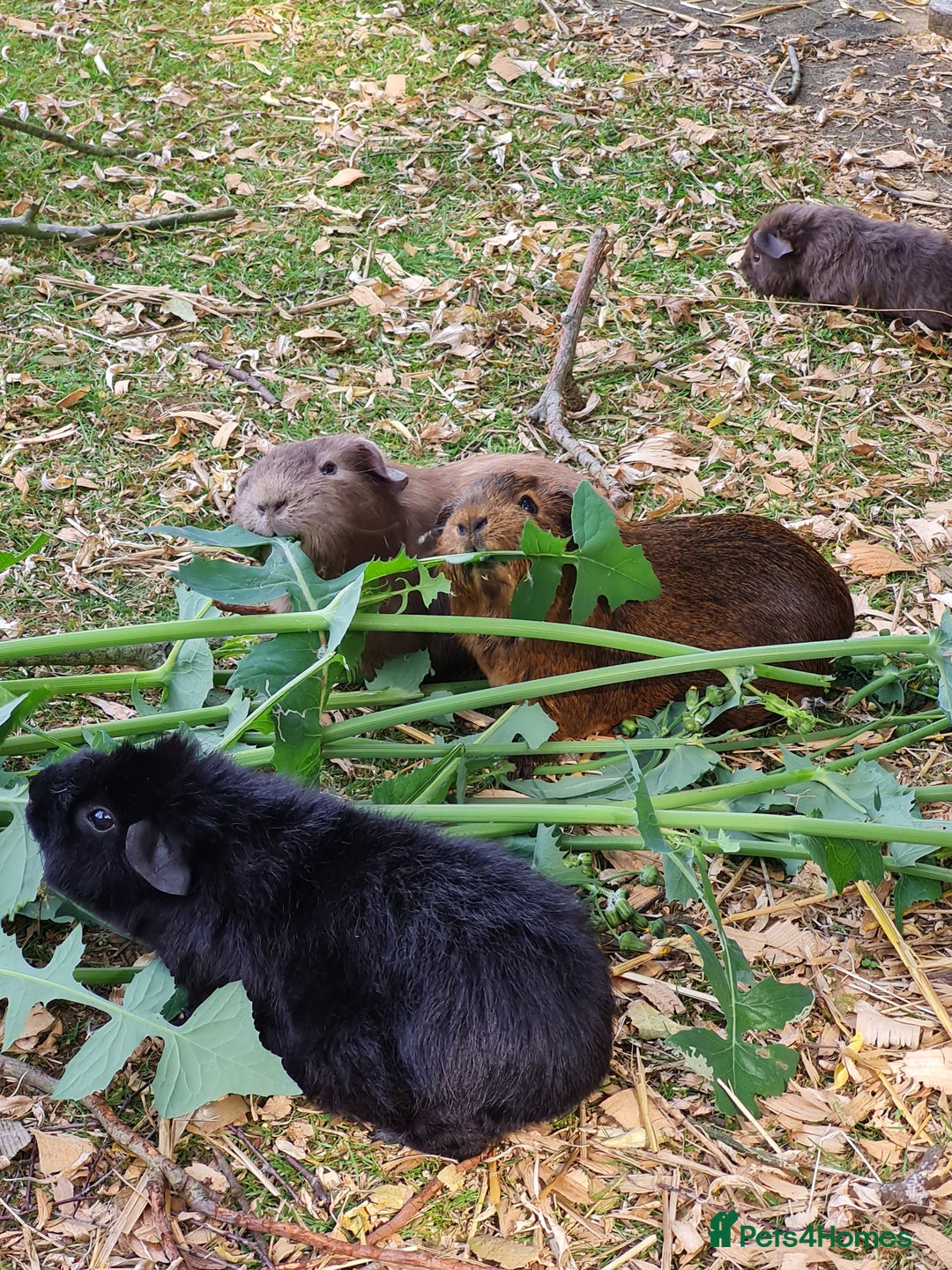 Guinea Pig rodents for sale: Baby guinea pigs for sale - Advert 11