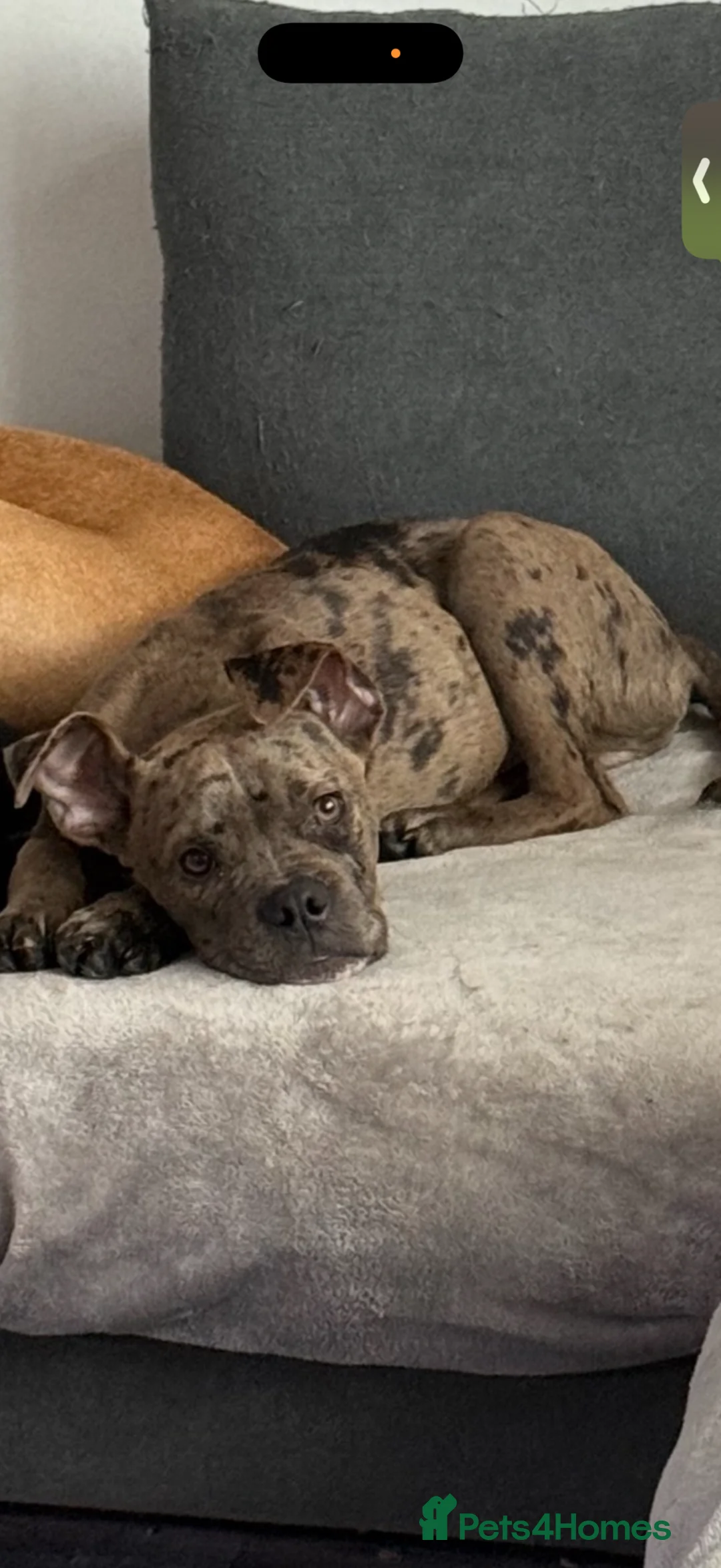 Mixed Breed dogs for sale: Arlo  - Advert 8