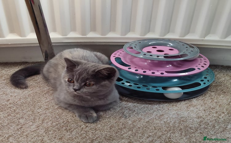 British Shorthair cats - Advert 11