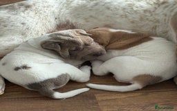 Shar Pei dogs for sale: Shar pei puppies - Image 5