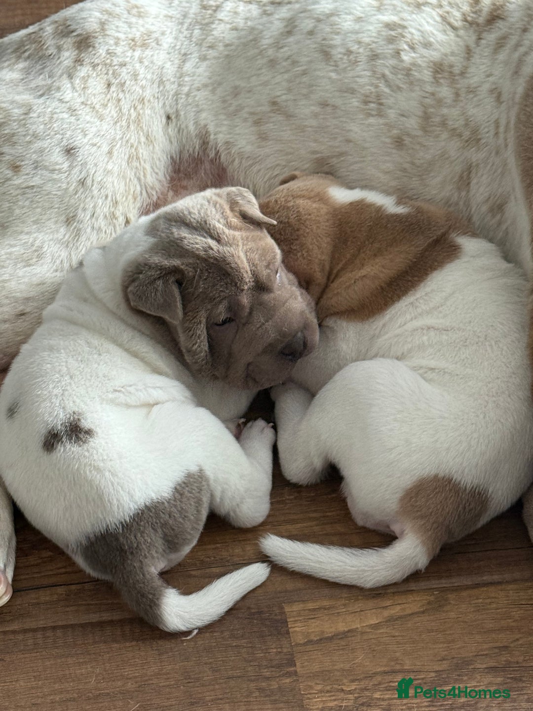 Shar Pei dogs for sale: Shar pei puppies - Image 5