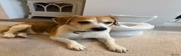 Beagle dogs for sale: Two beautiful beagles  - Advert 5