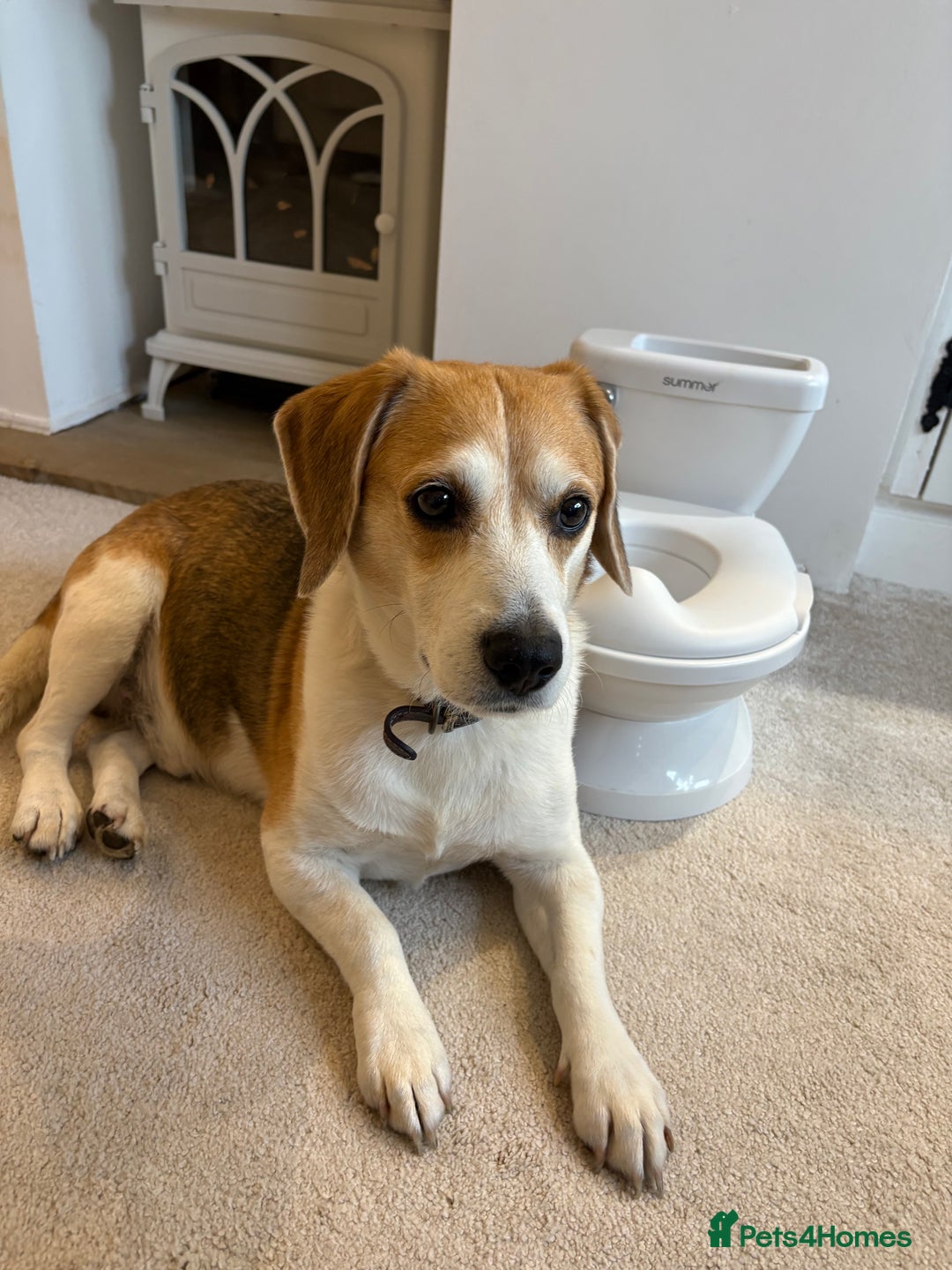 Beagle dogs for sale: Two beautiful beagles  - Advert 5