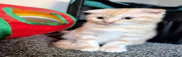 Scottish Fold cats for sale: 🩵🩷Scottish fold babies ready to leave now🩷🩵 - Advert 8
