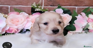 Miniature Dachshund dogs ⭐️ Exeptional Longhair Cream Dachshund ⭐️ - Advert 5