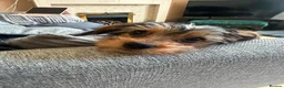 Mixed Breed dogs for sale: Corkie pups for sale - Advert 23