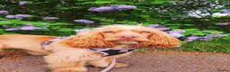 Cocker Spaniel dogs for stud: KC Golden Show Cocker Stud - Advert 26