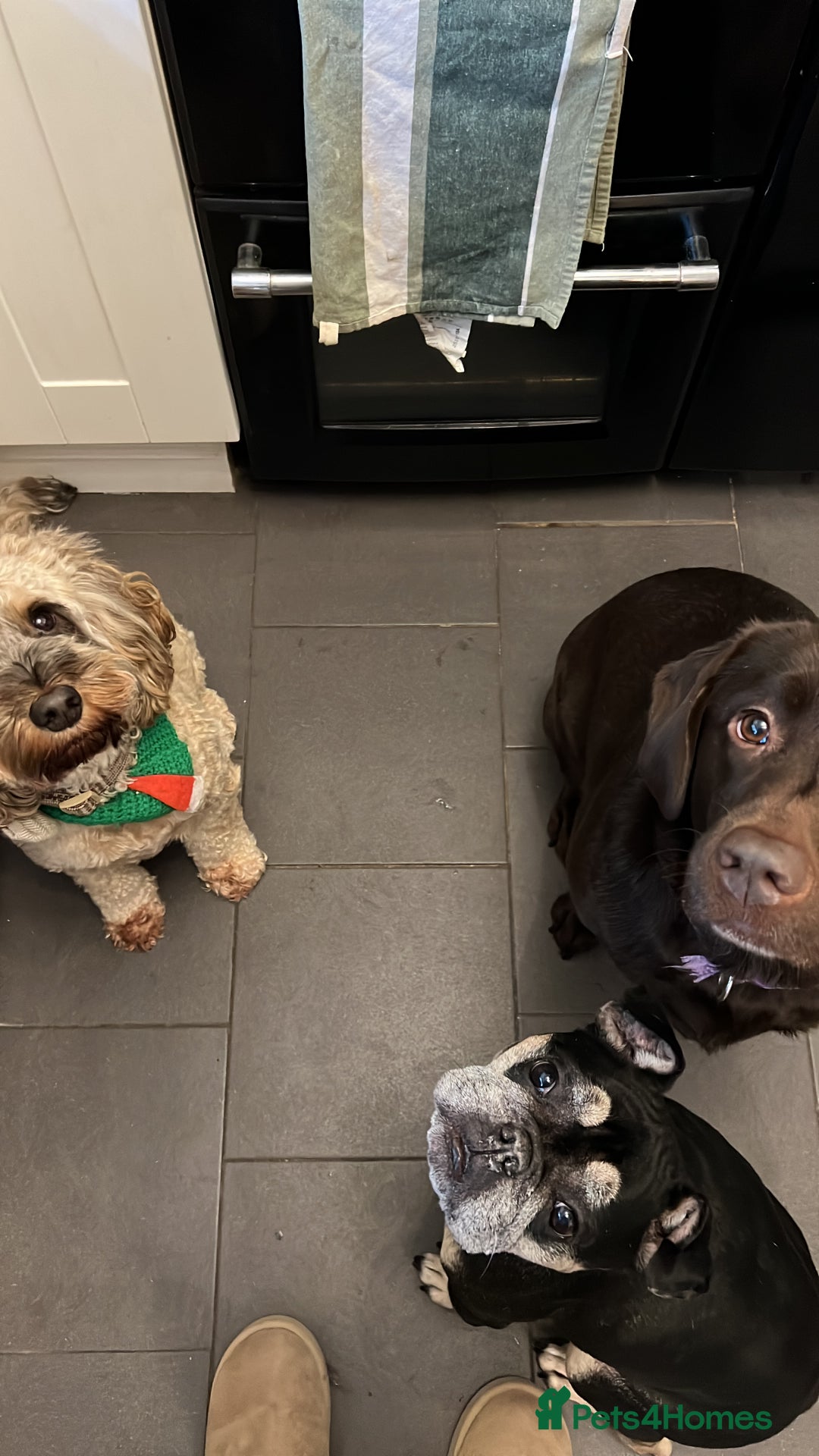 Cockapoo dogs for sale: Young cockapoo available - Advert 5