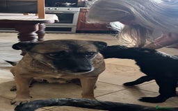 Mixed Breed dogs for sale: Belgian Malinois X Caucasian Shepherd  - Image 10